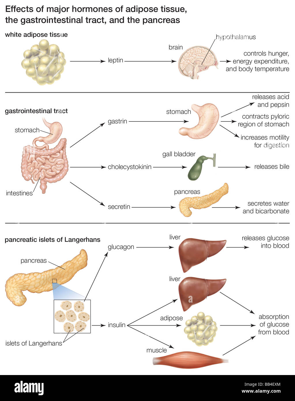 The major hormones of adipose tissue, the gastrointestinal tract, and