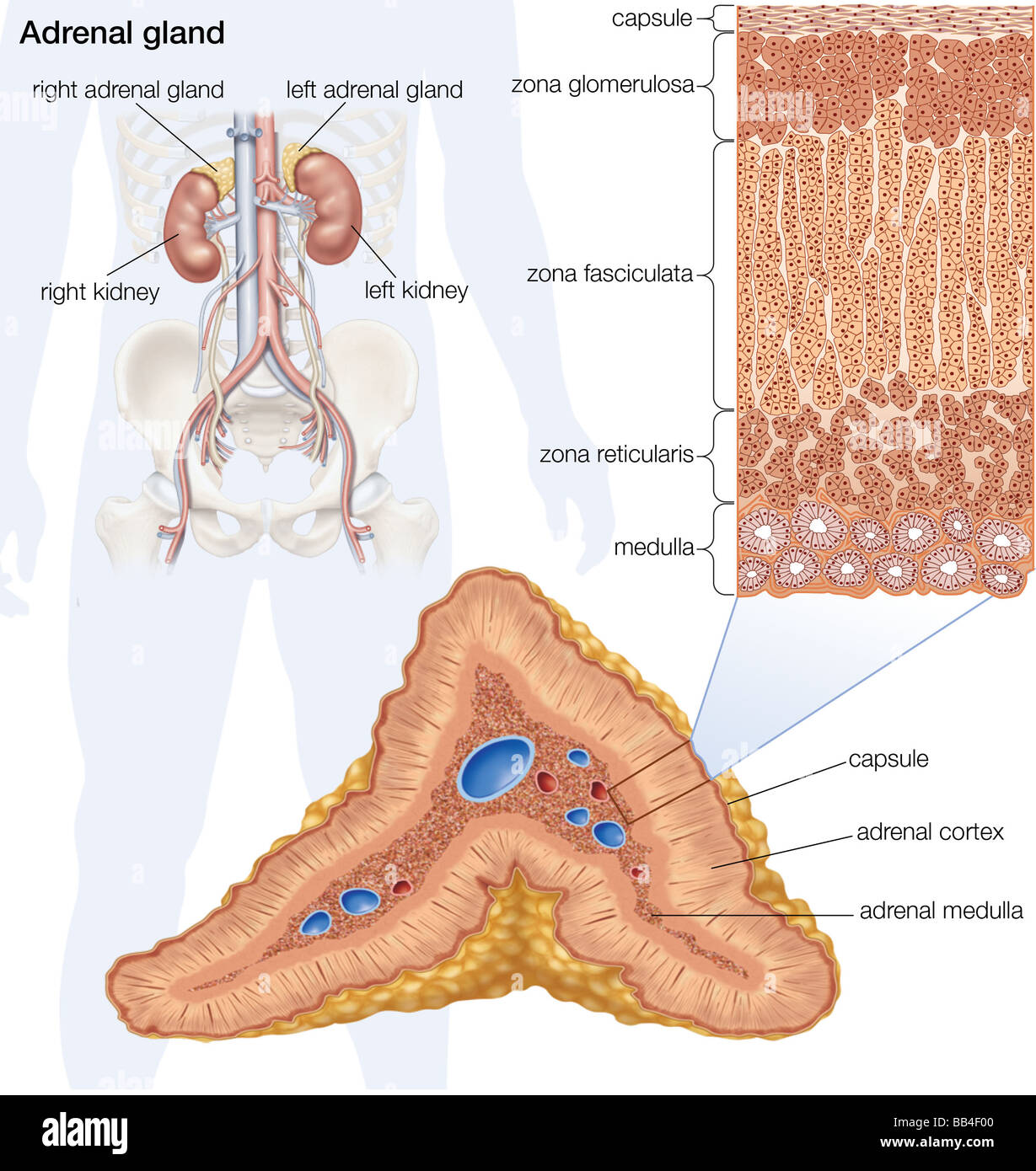 The human adrenal gland. Stock Photo