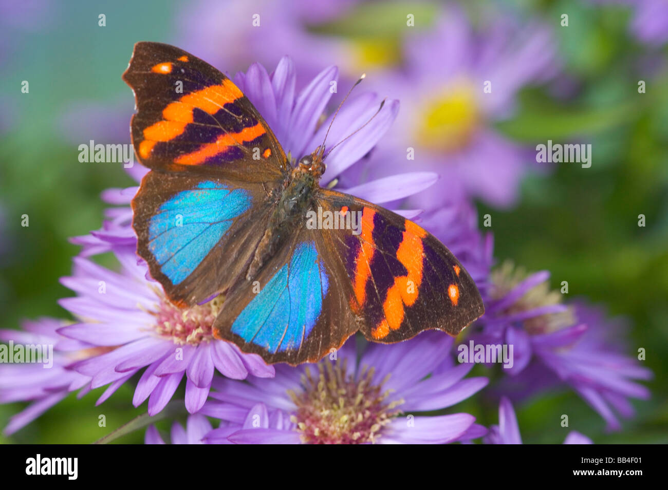 Sammamish Washington Photograph of Butterfly on Flowers,  Epiphile orea the Orea Banner Butterfly Stock Photo