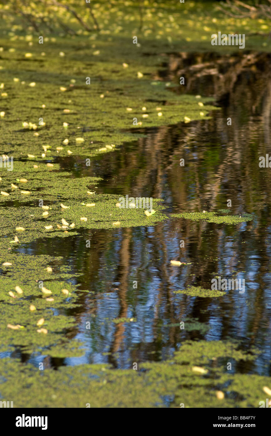 A pond covered with duckweed Stock Photo