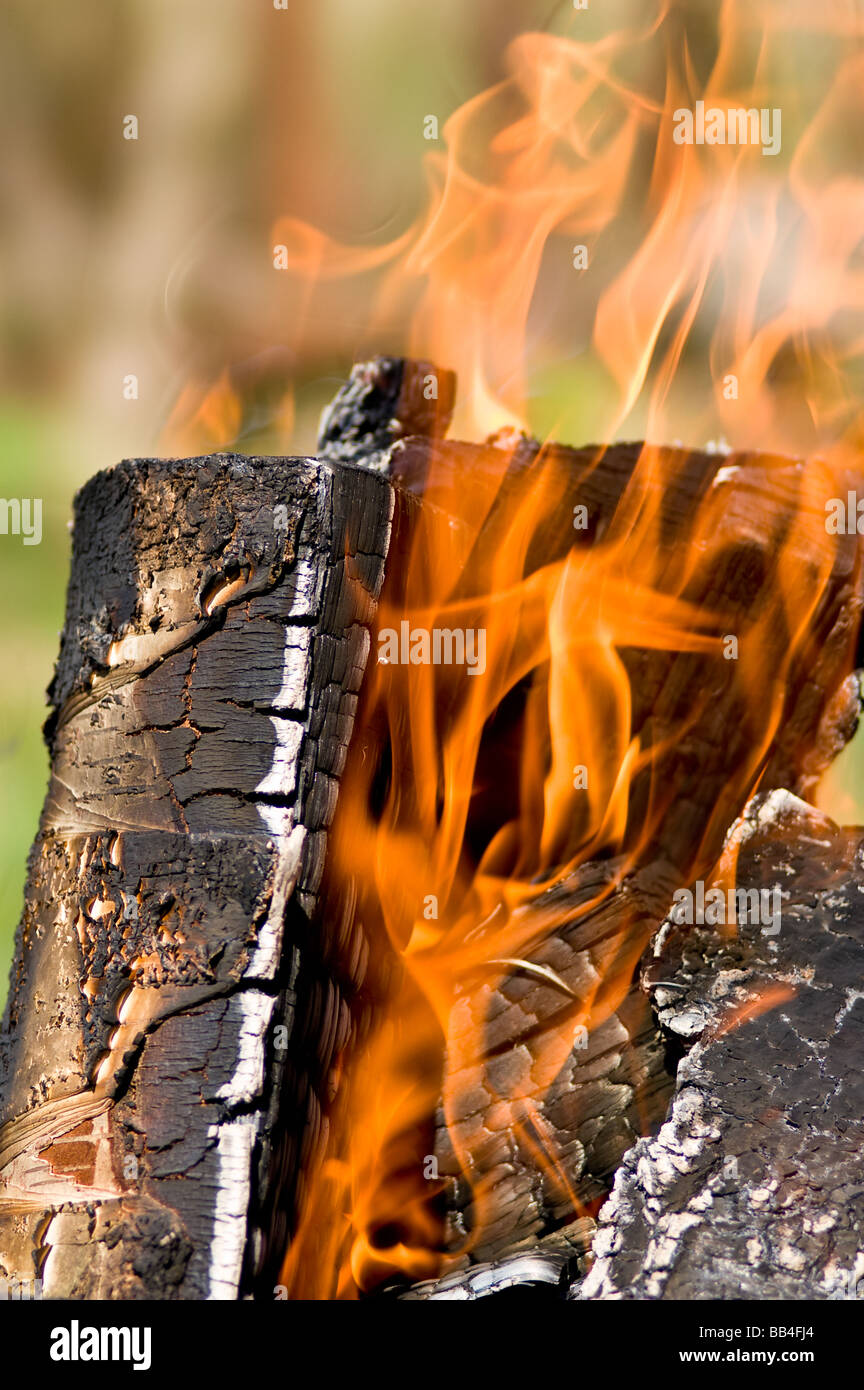 Burning birch logs Stock Photo Alamy