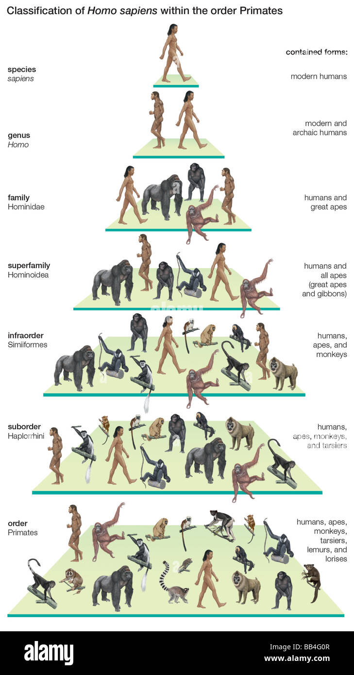 Classification tree of the species Homo sapiens (modern humans) within the  order Primates Stock Photo - Alamy