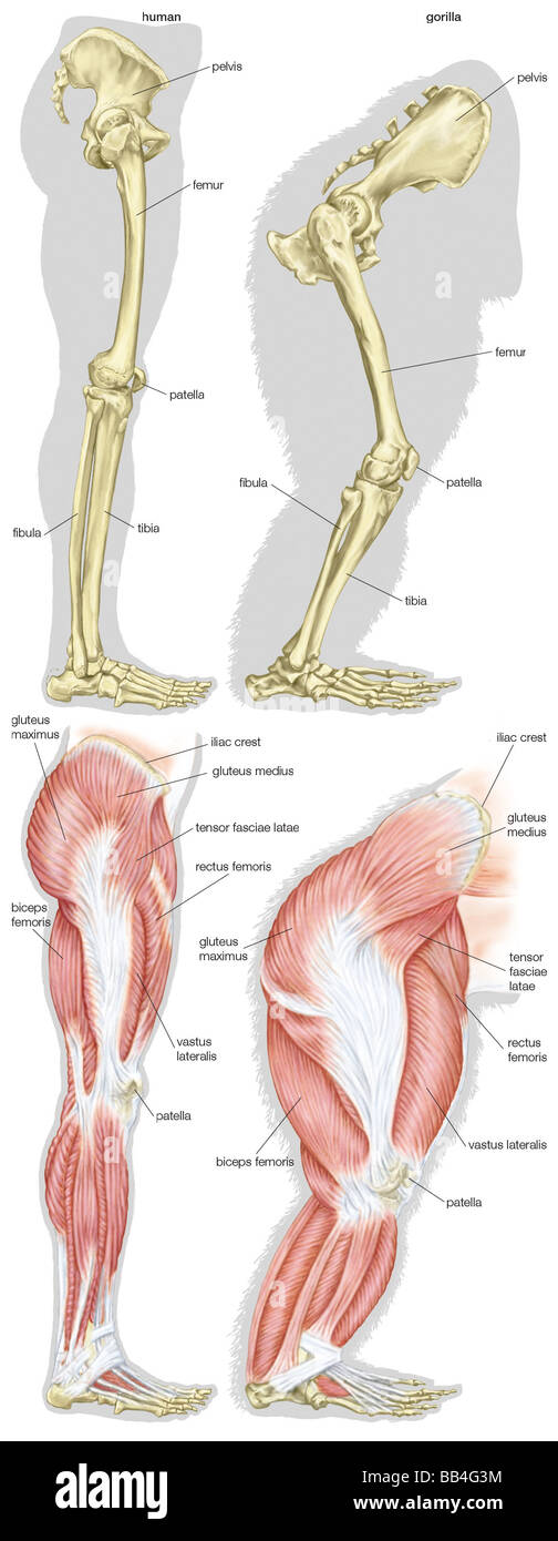 Skeletal and muscular structures of a human's leg (left) and a gorilla's leg (right). Stock Photo