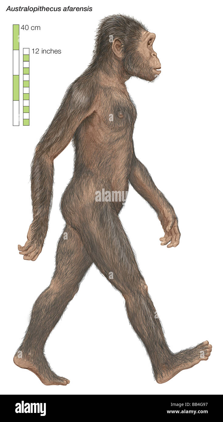 Australopithecus afarensis, the 'southern ape,' which lived from 3.8 to 2.9 million years ago. Stock Photo