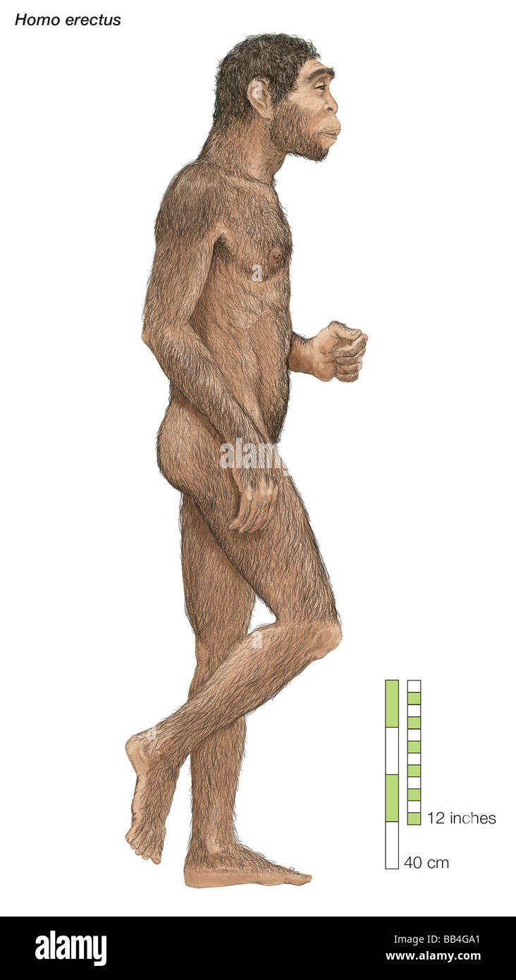 Homo erectus, 'upright man,' which lived from approximately 1,700,000 to 200,000 years ago. Stock Photo