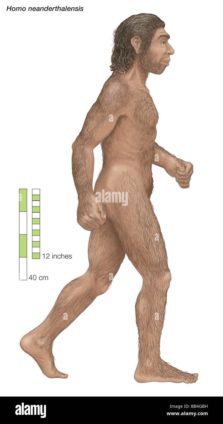 Homo neanderthalensis, who ranged from western Europe to Central Asia for 100,000 years before dying out about 30,000 years ago. Stock Photo