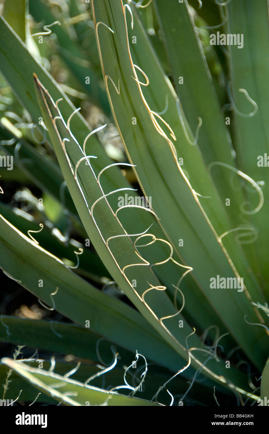 Agave fiber hires stock photography and images Alamy
