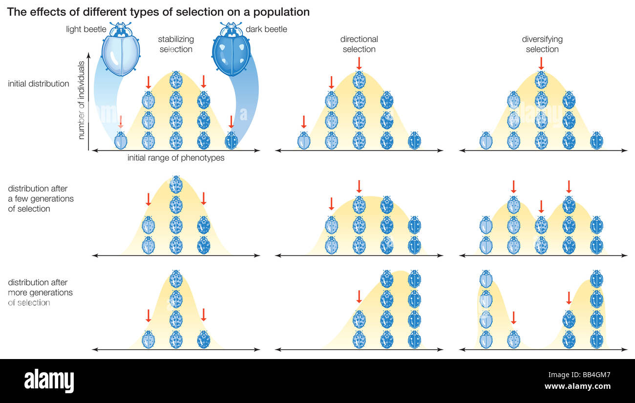 Three types of natural selection, showing the effects of each on the distribution of phenotypes within a population. Stock Photo