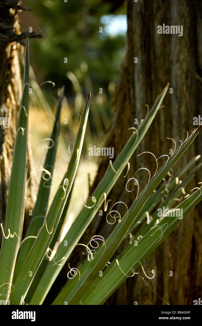 Agave fiber hires stock photography and images Alamy