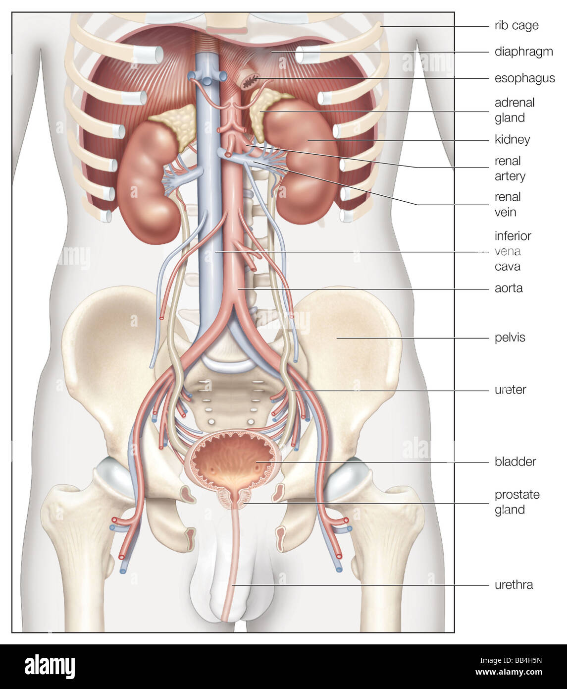 Are The Kidneys Located Inside Of The Rib Cage : Kidney ...