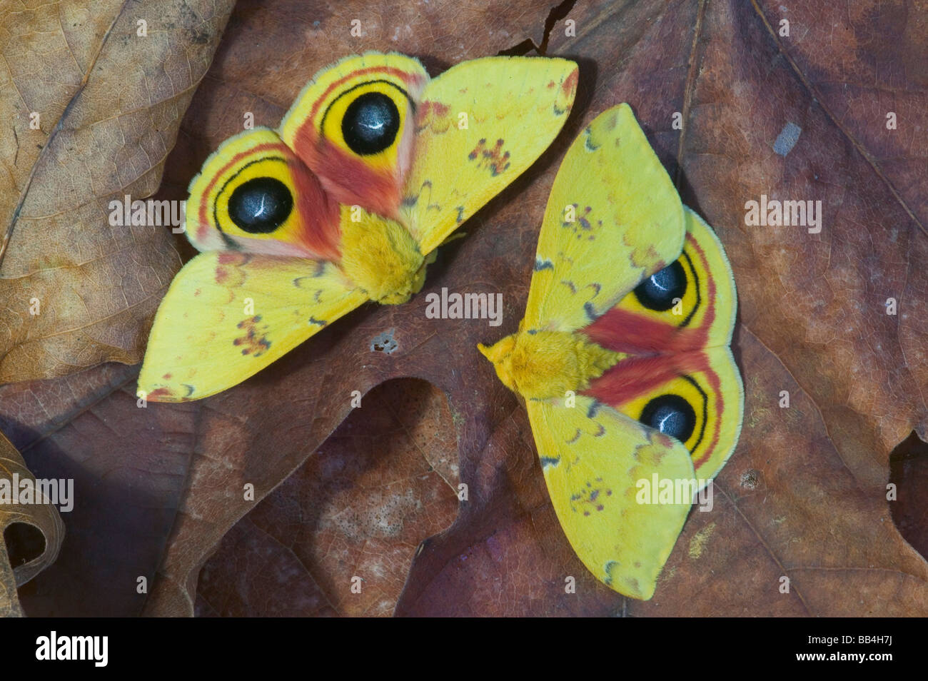 Io moth automeris io hi-res stock photography and images - Alamy
