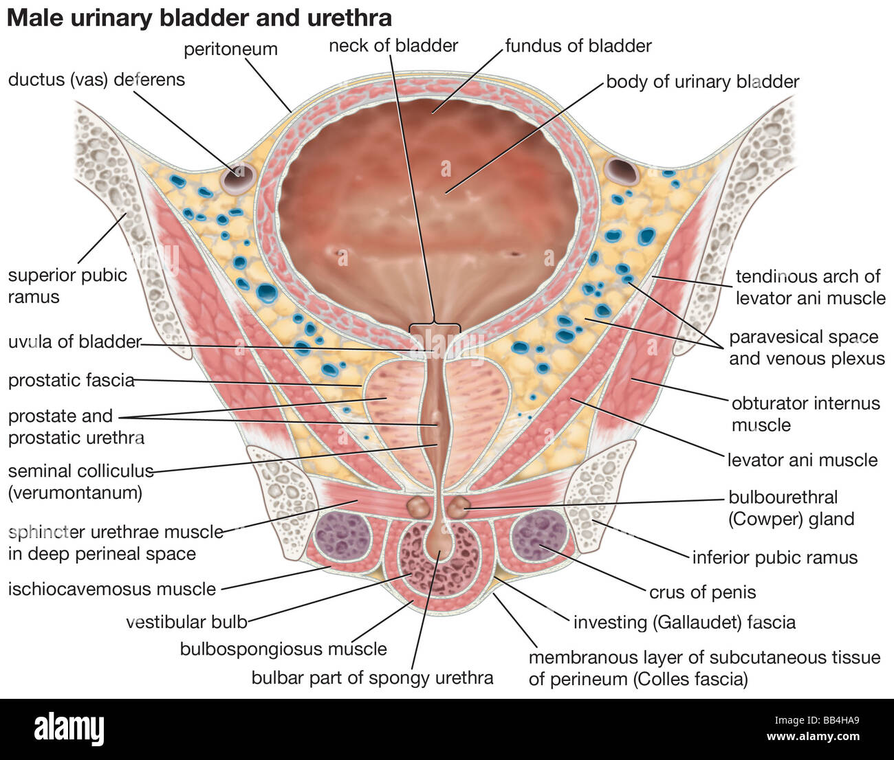 The human male urinary bladder and urethra. Stock Photo