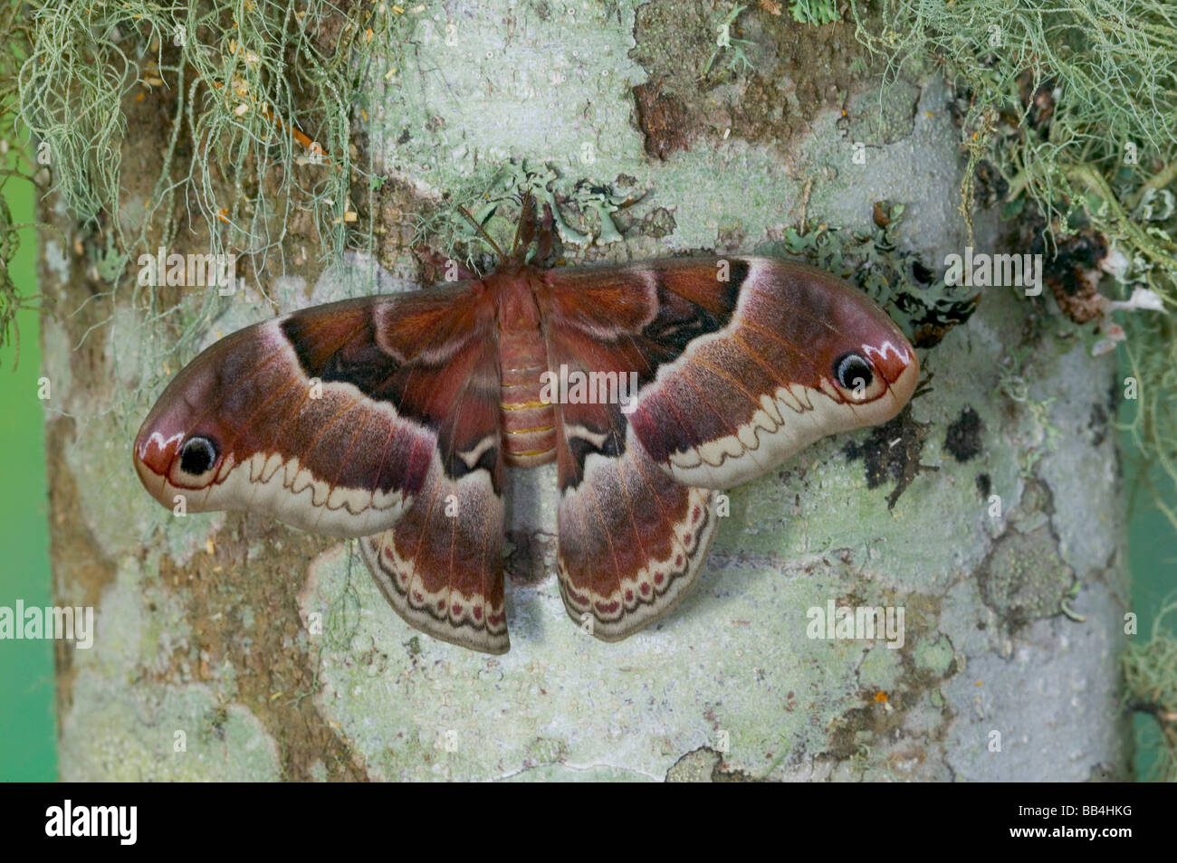 Sammamish, Washington silkmoth from North America, Callosamia promethea ...