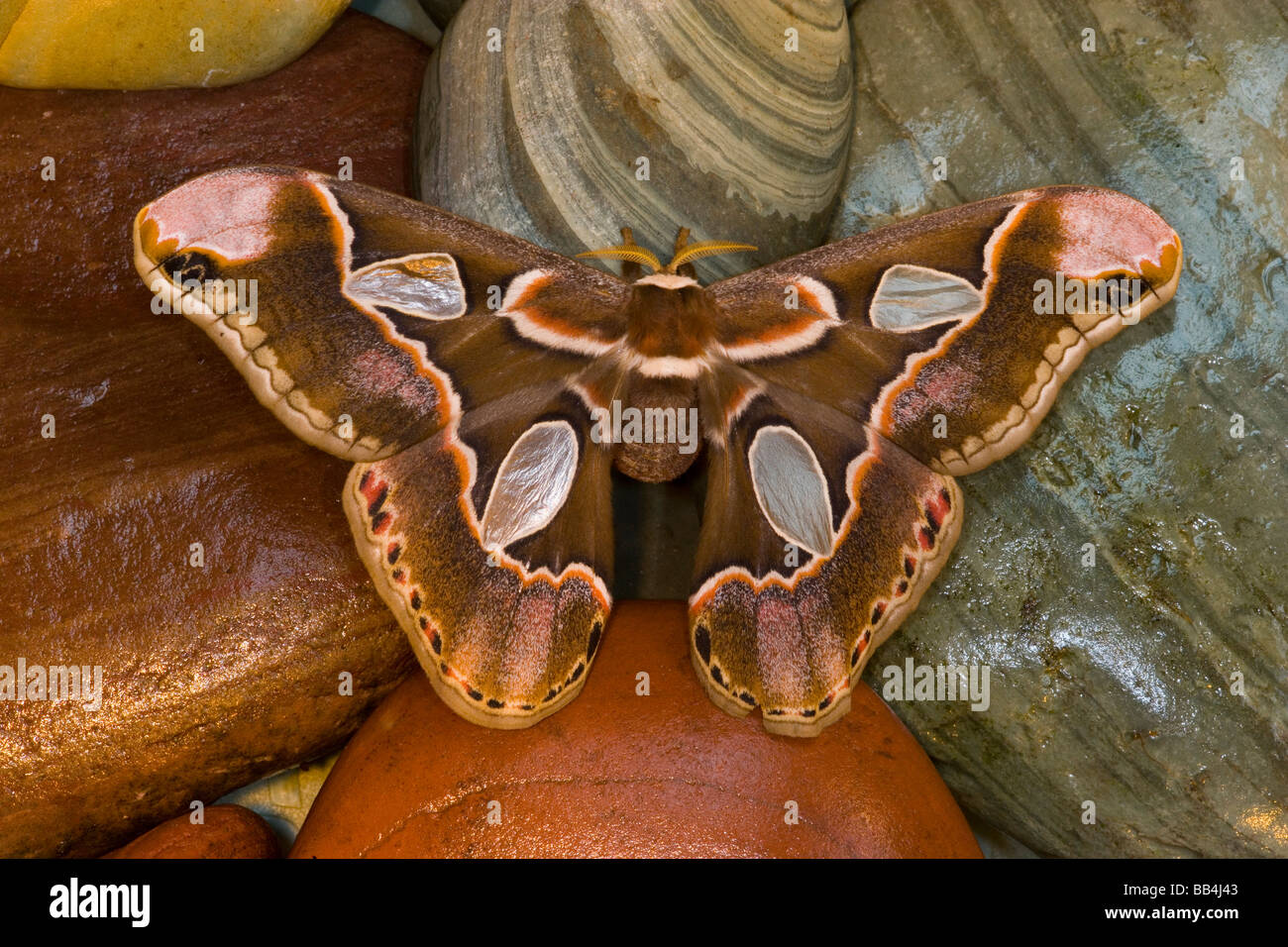 Rothschildia moth hi-res stock photography and images - Alamy