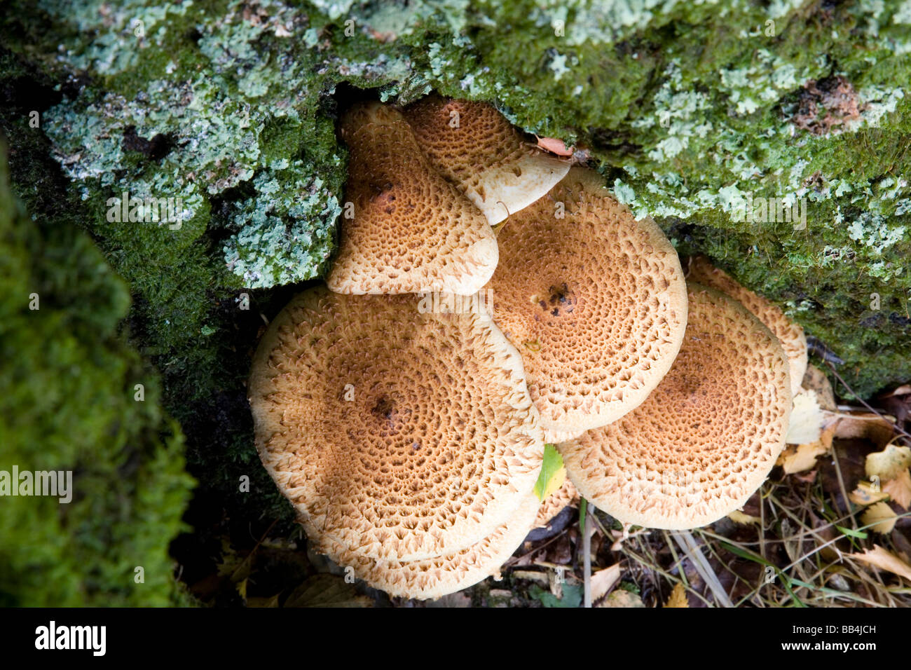 Vertical view of Parasol Mushroom (Lepiota procera) in woodland near Luss Loch Lomond National Park Stock Photo