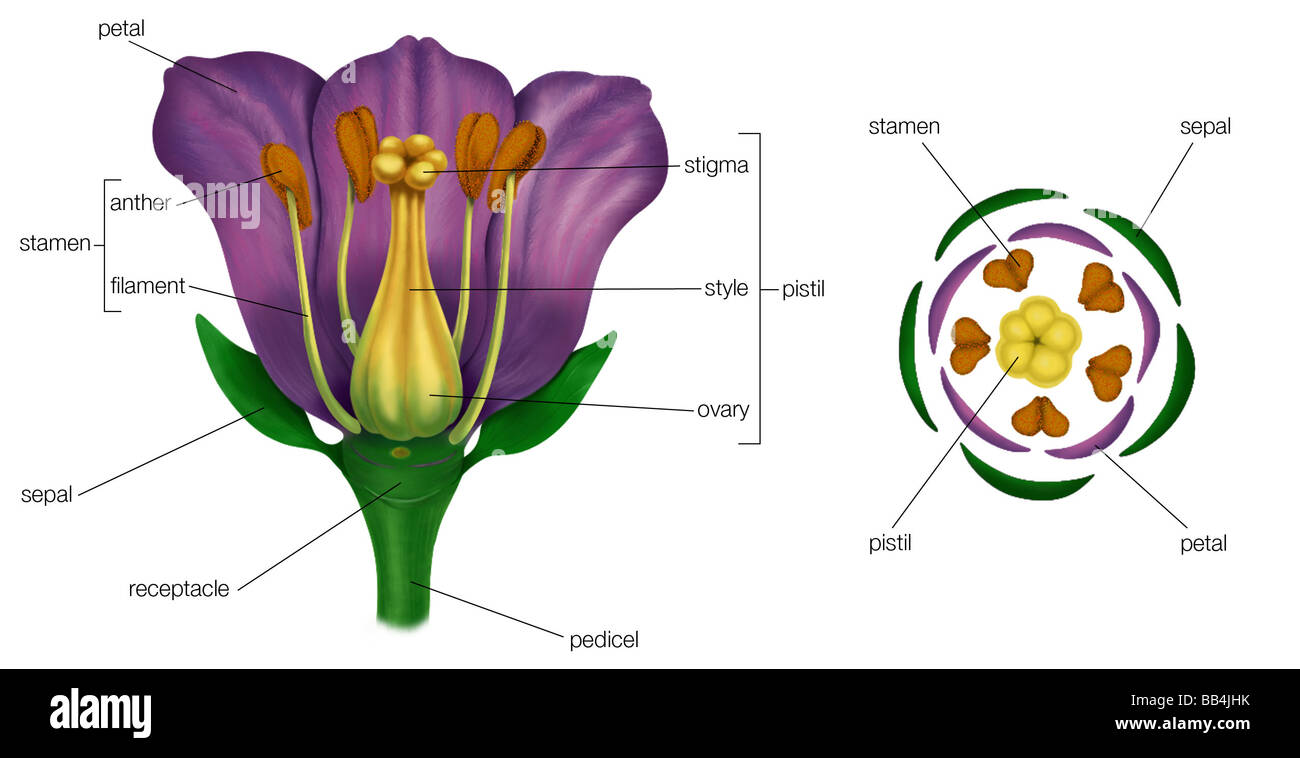 Generalized flower with parts (left); diagram showing arrangement of floral parts in cross section at the flower's base (right). Stock Photo