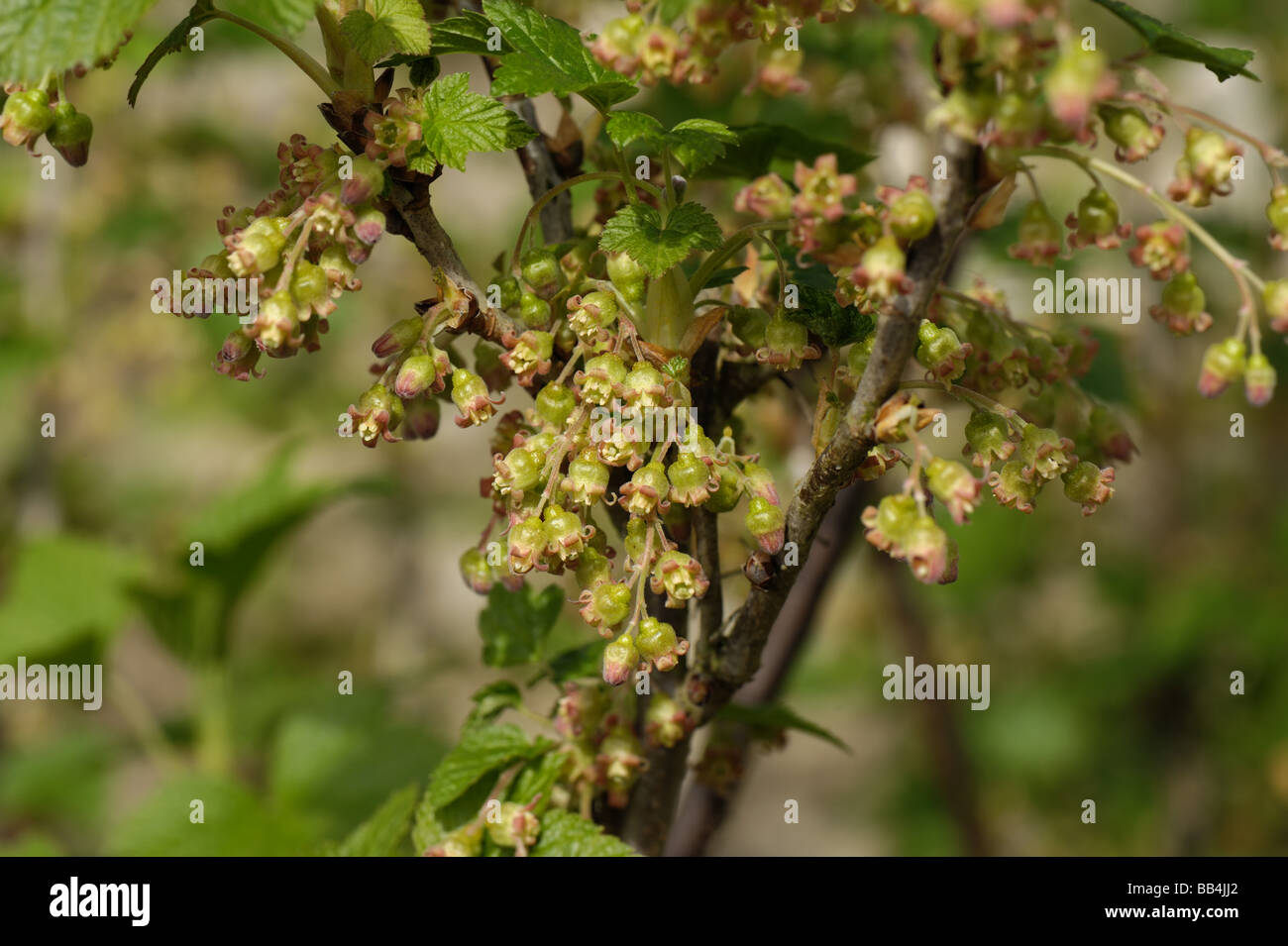 Black currants Ribes nigrum flowers with young fruit at fruit set Stock Photo