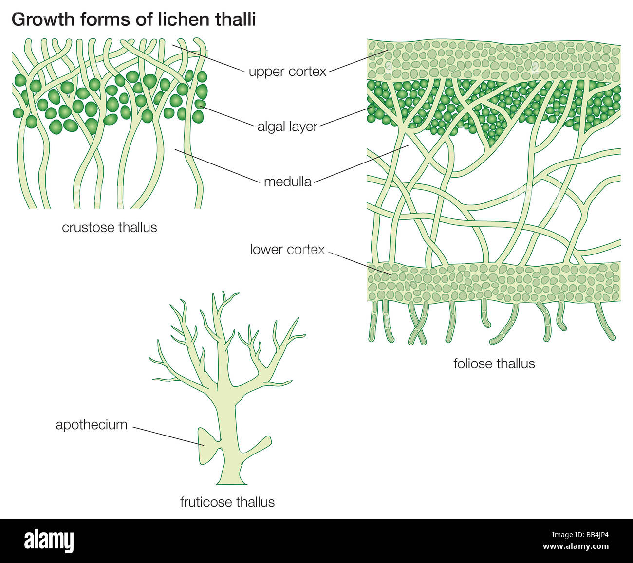 Growth forms of lichen thalli Stock Photo