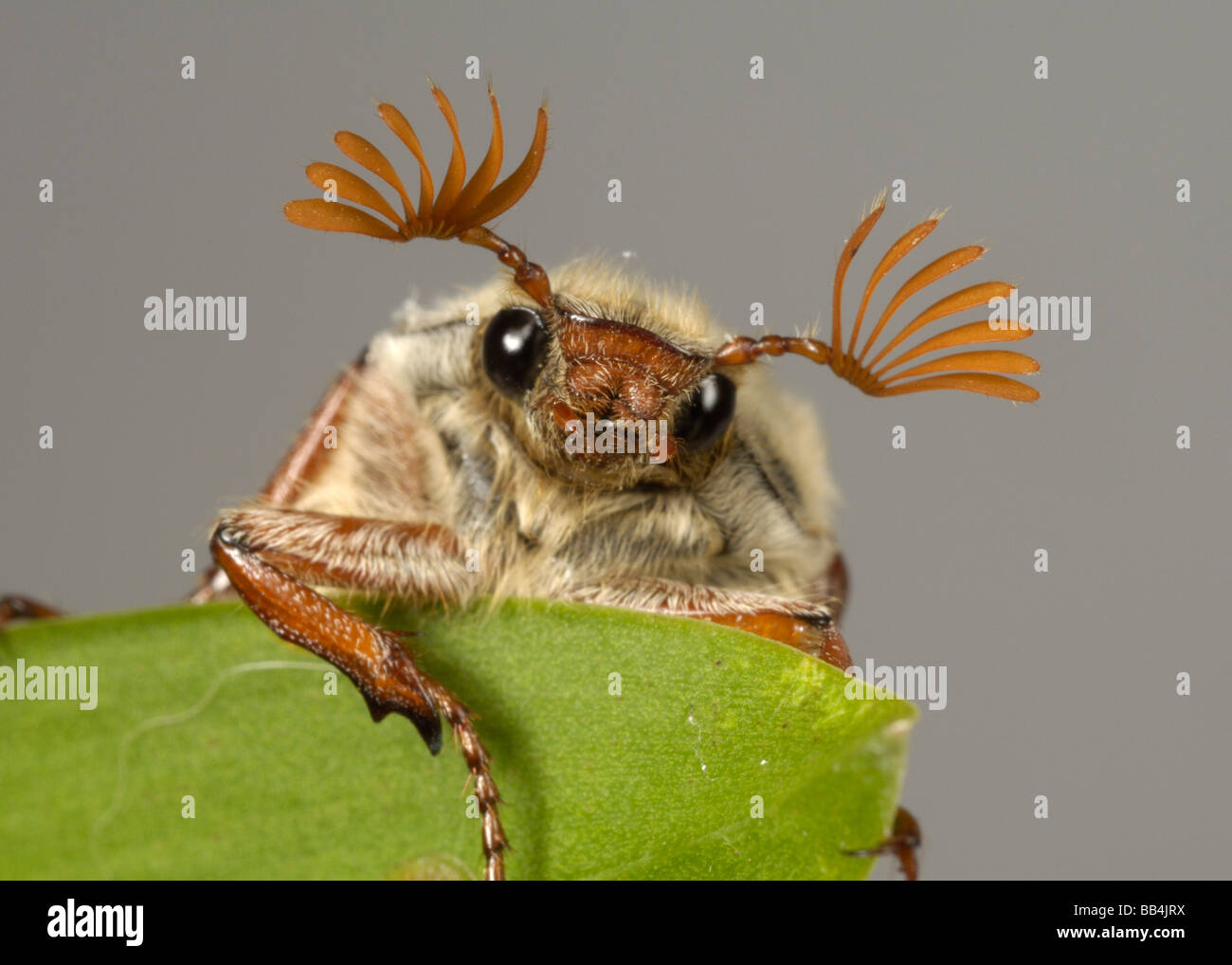 Head and antennae of an adult cockchafer Melolontha melolontha or may bug on a leaf Stock Photo