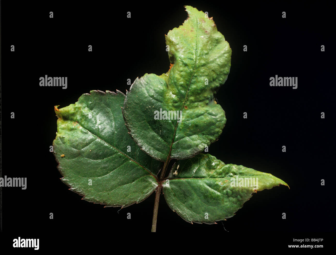 Two spotted spider mite Tetranychus urticae damage to rose leaves Stock Photo