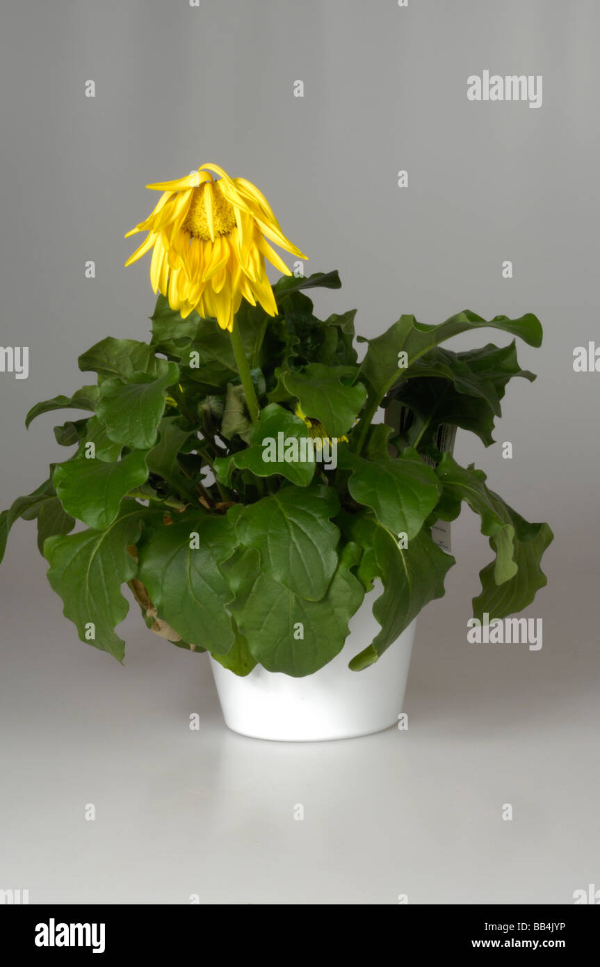 Third in a series of four stages showing the recovery of a Gerbera house plant after watering Stock Photo