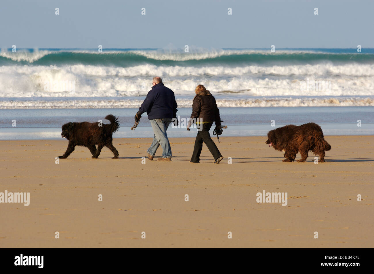 Walking with Newfoundland dogs on Watergate Bay's dogfriendly beach