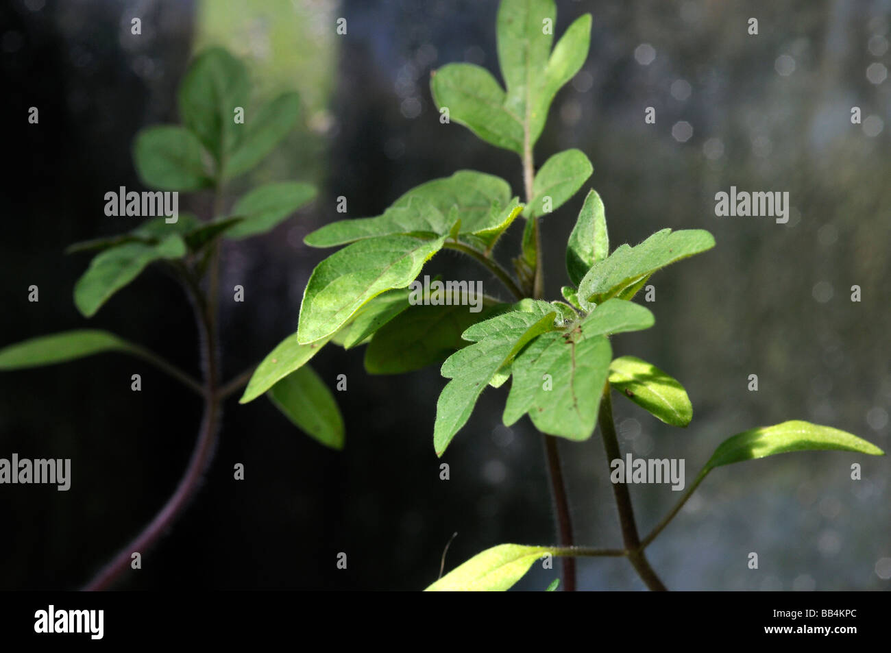 Tomato seedlings hi-res stock photography and images - Alamy