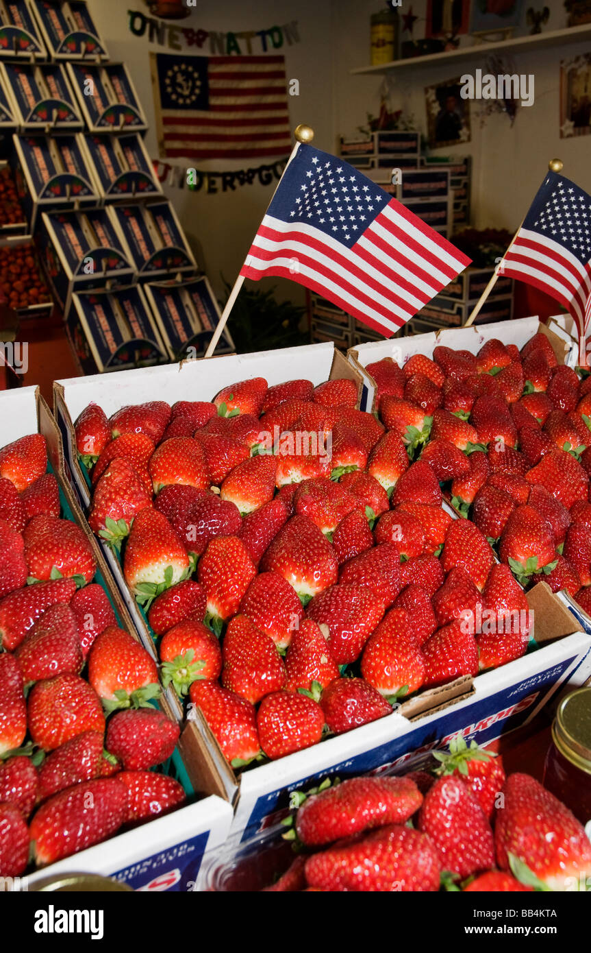 strawberries for sale at the Florida Strawberry Festival Plant City Florida Stock Photo