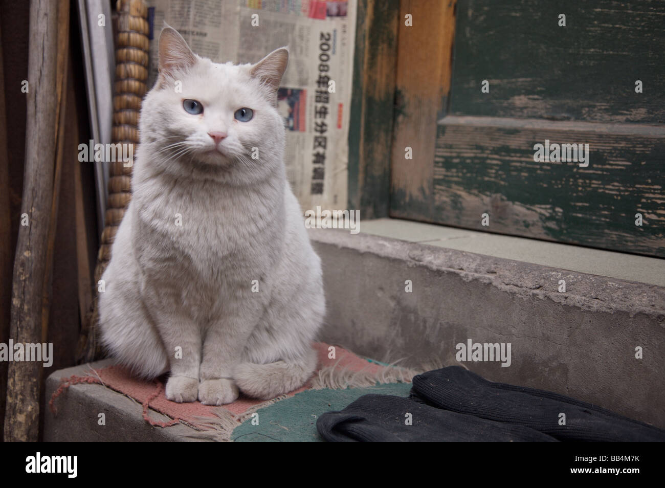 Cat on the doorstep hires stock photography and images Alamy