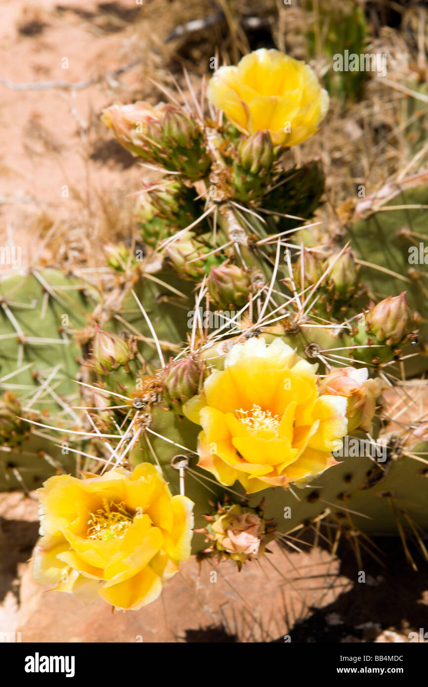 Opuntia phaeacantha, Prickly Pear Cactus,family - Cactaceae, Canyons of the Ancients National Monument, Colorado Stock Photo