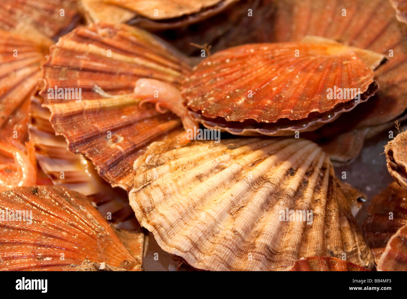 Scallops saint jacques and seafood in fishmarket stall Campo Pescheria