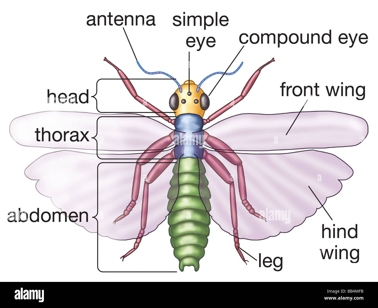 Simplified illustration of a generalized insect seen from above, with basic parts labeled. Stock Photo