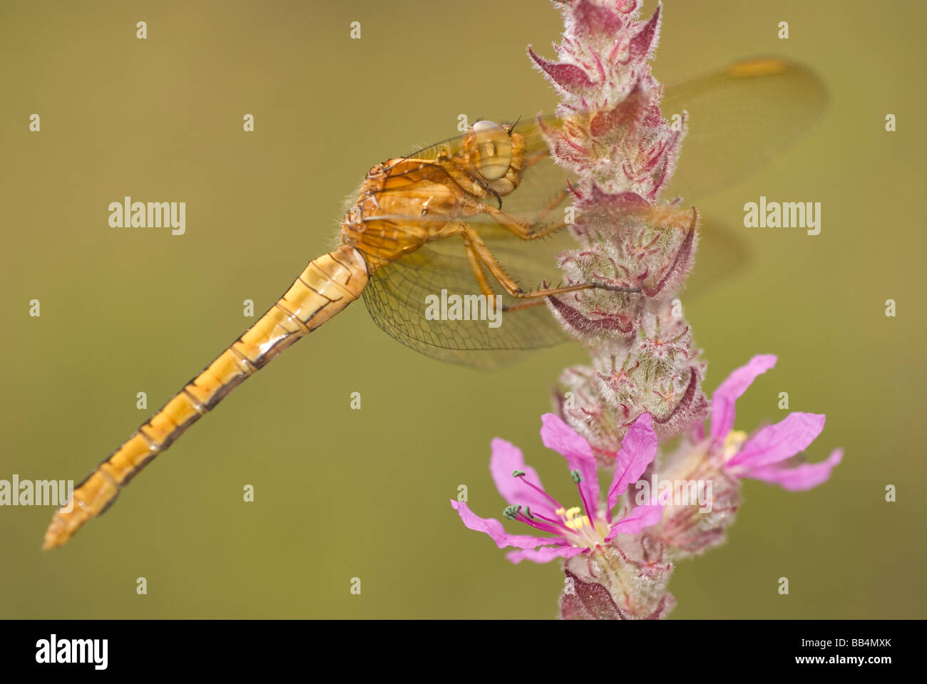 Young female Keeled Skimmer (Orthetrum coerulescens) on a Purple loosestrife weed (Lythrum salicaria) Stock Photo