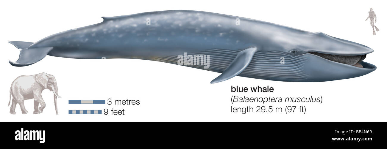Blue whale (Balaenoptera musculus) Stock Photo