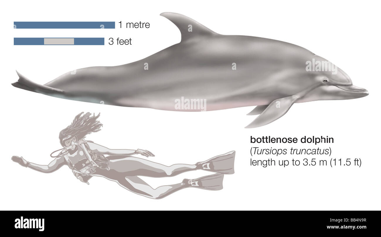 Bottlenose dolphin (Tursiops truncatus) Stock Photo