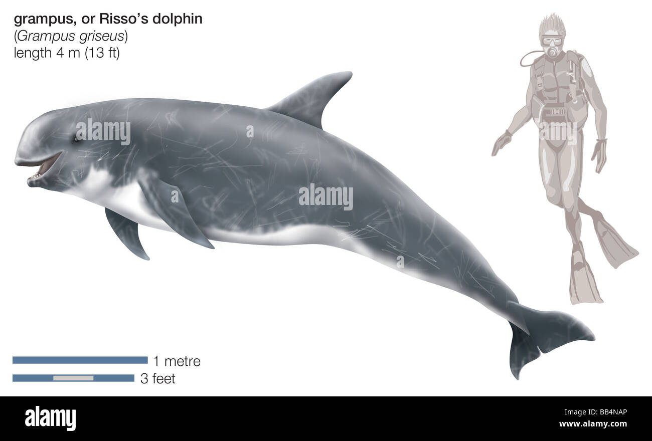 Risso's dolphin (Grampus griseus) Stock Photo