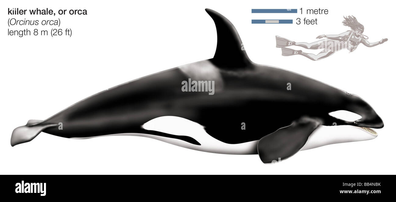 Killer whale (Orcinus orca) Stock Photo
