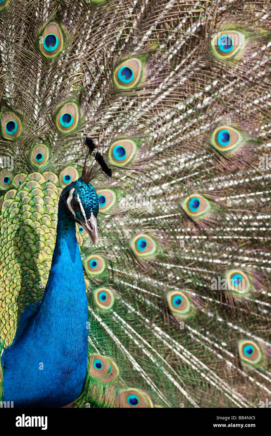 Male Peacock Pavo cristatus displaying Stock Photo