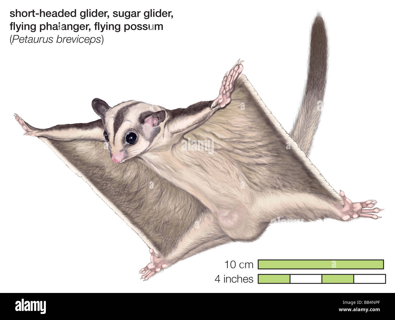 Short-headed, or sugar, glider (Petaurus breviceps) Stock Photo