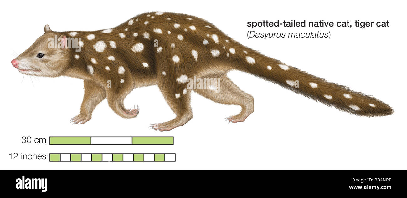Spottedtailed native cat (Dasyurus maculatus Stock Photo Alamy