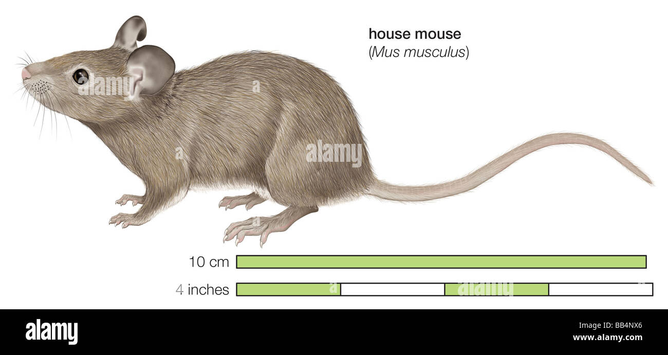 House mouse (Mus musculus) Stock Photo