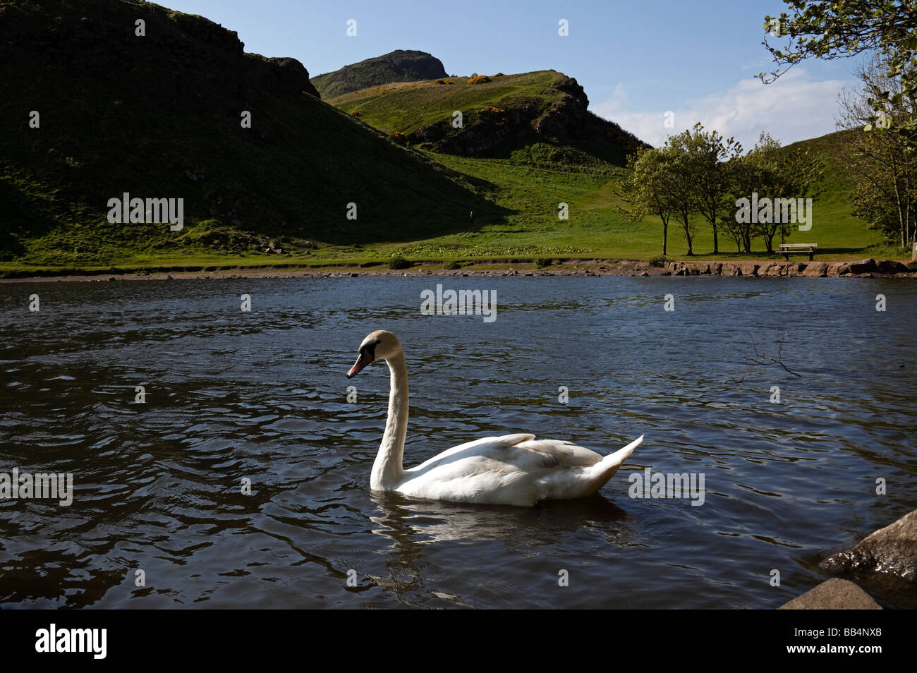 Single Mute Swan on St Margaret's Loch, Holyrood Park, Edinburgh, Scotland UK with Arthur's Seat in background Stock Photo