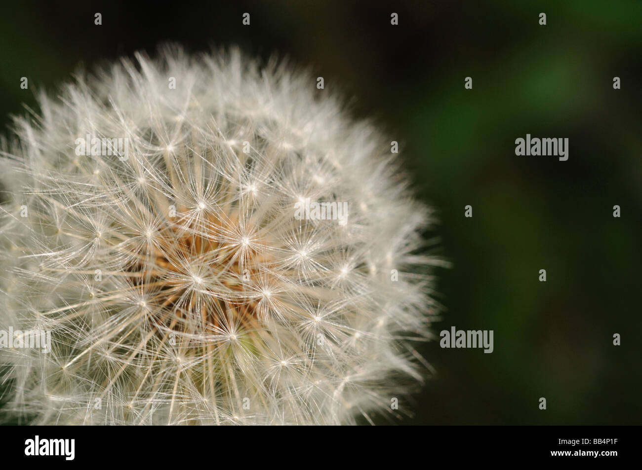 A Shot of Dandelions in seed Stock Photo