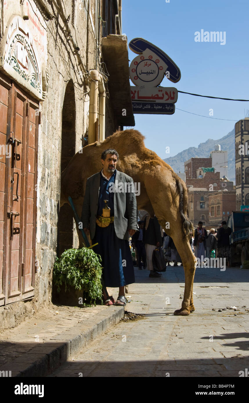 Camel in the old town district of Sana'a Yemen Stock Photo