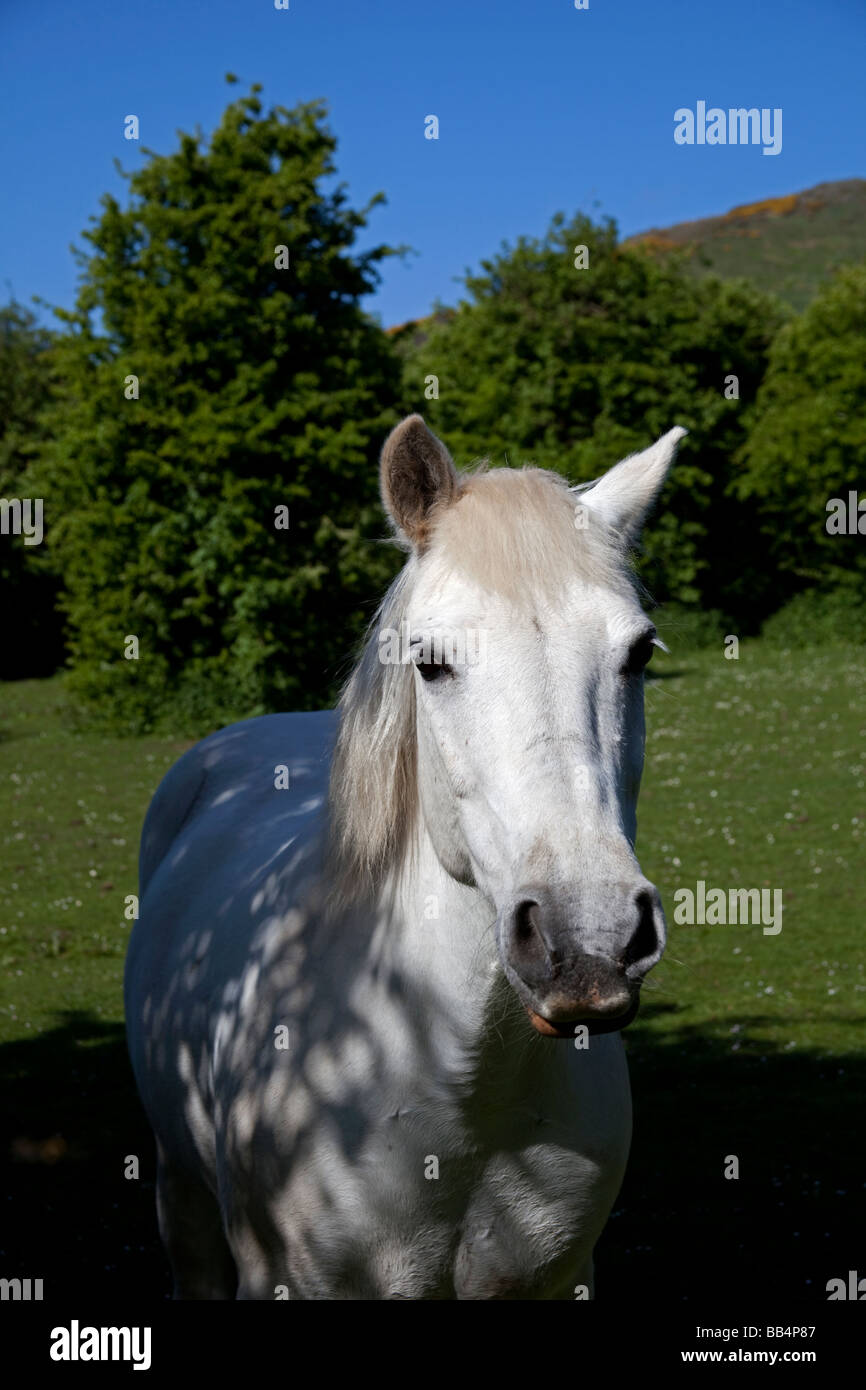 White horse standing in semi-shade in field, Edinburgh, Scotland Stock Photo