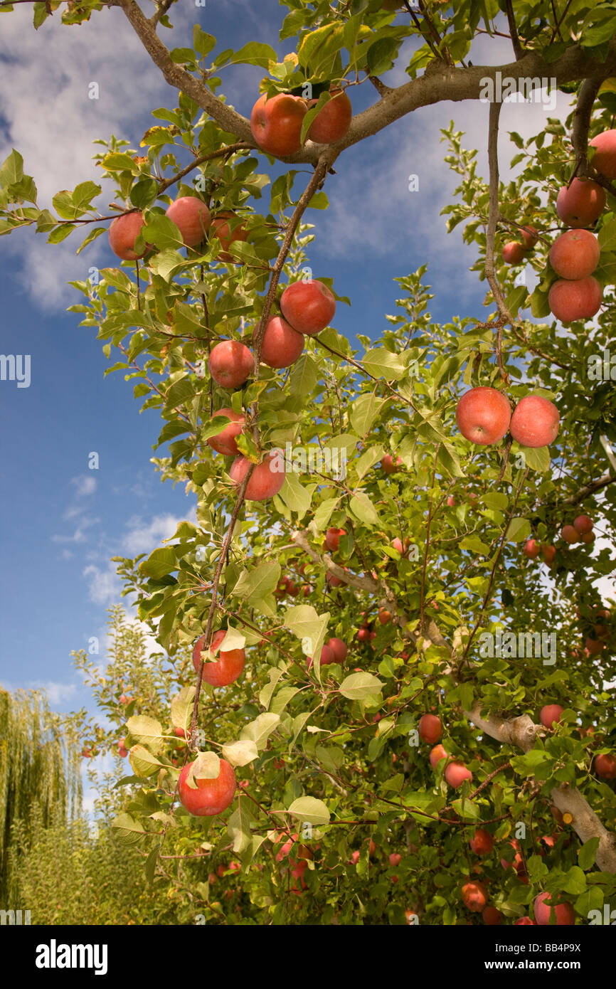 Washington state apples hires stock photography and images Alamy