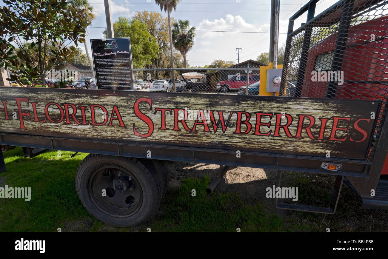 Florida Strawberry Festival Plant City Florida 1944 Ford pickup truck still being used to haul strawberries Stock Photo