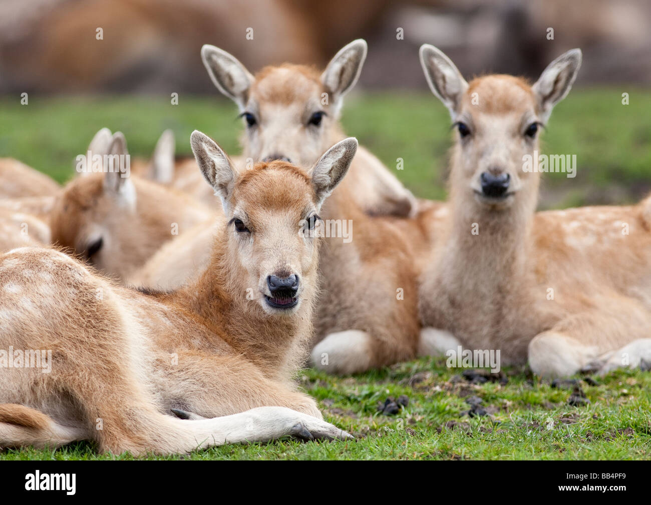 Père David's Deer Fawns Stock Photo
