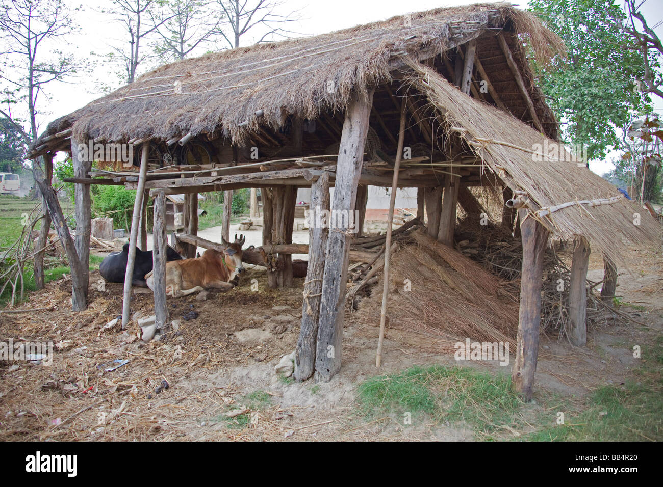 Nepalese cow in farm shed . Nepal Asia. Horizontal landscape.93161 NepalChitwanNationalPark