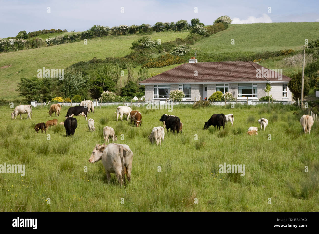 Ireland, County Mayo. Cows and house in the Irish countryside Stock